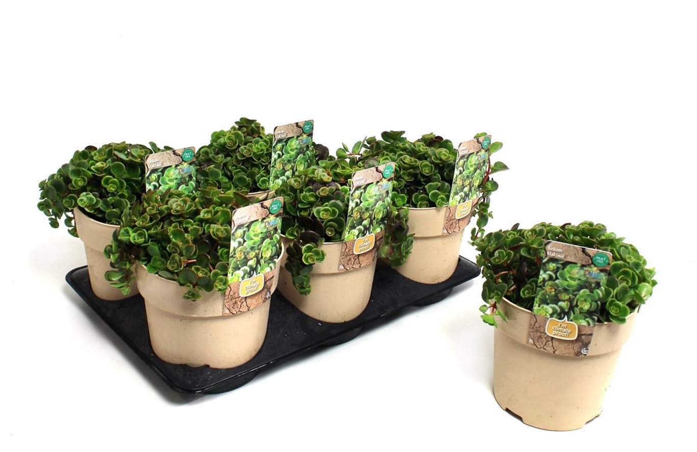 Sedum makinoi - C1,5